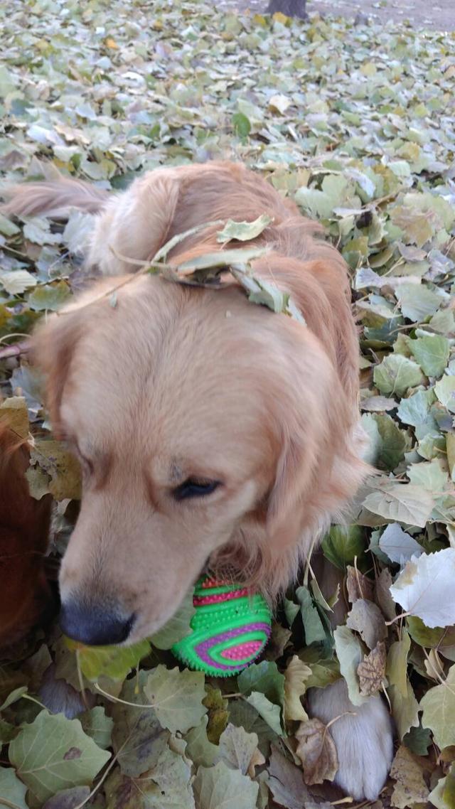这是我养的二货,像中华田园犬的金毛狗