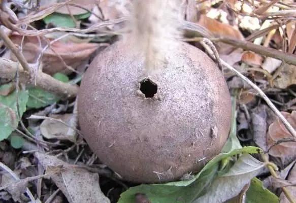 农村山上长的一种菌菇顶部冒出烟雾味道难闻其实是山珍