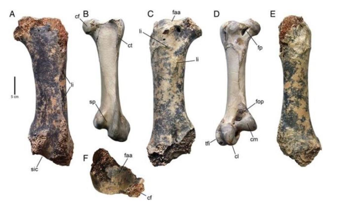 腿长2米,跑起来时速达60公里|原始人|鸟类|鸵鸟_新浪新闻