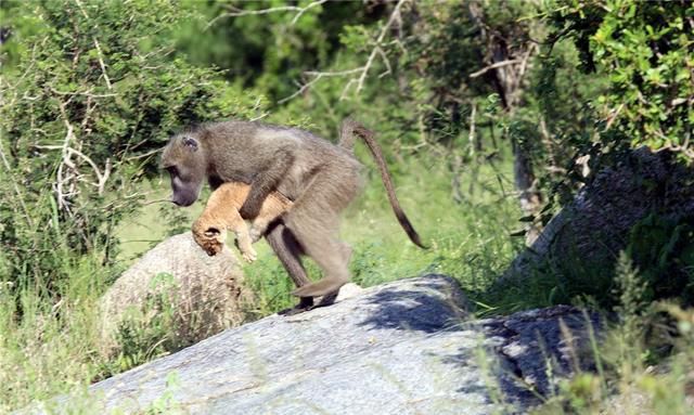 爱打群架的黄狒狒,报复心特强,狮子欺侮了它们