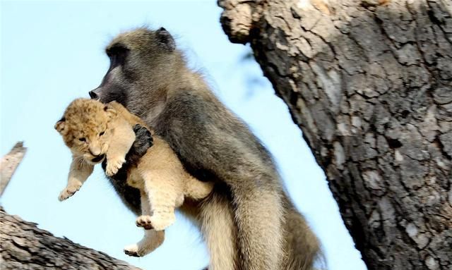 爱打群架的黄狒狒,报复心特强,狮子欺侮了它们