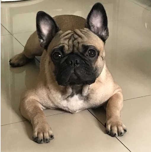 巴哥犬虽然长得丑但它仪态高雅也蠢蠢萌