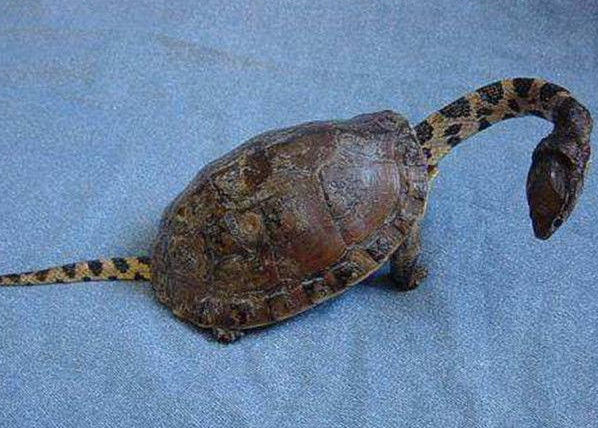 小伙回家途中,无意发现一只"怪"东西,走近一看吓得连连后退|小伙|乌龟