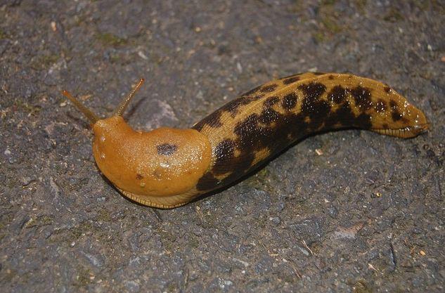 蛞蝓这种动物大家都懂很多地方的人又亲切地称它们为鼻涕虫