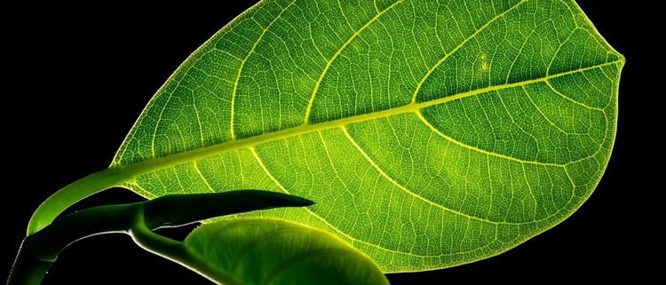 未来地球上的能源来自植物?科学家破解光合作用奥秘,获取新能源