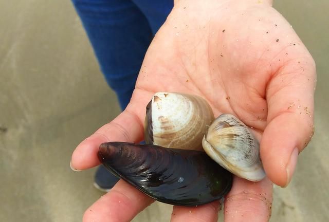 阳江海陵岛挖贝的大沙滩，退潮后露出大片滩涂