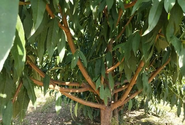 桃树受冻后无果咋修剪管理