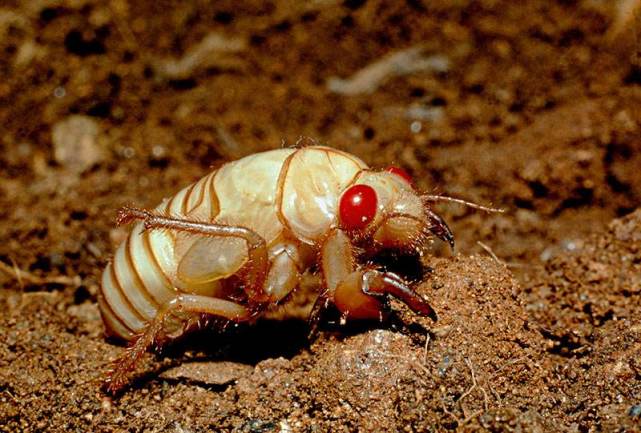 十多年磨一剑"知了"是如何突破干土爬上地面的?