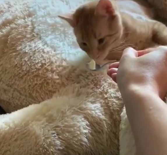 主人逗弄自家猫咪忍不住笑喷对得起这身毛色