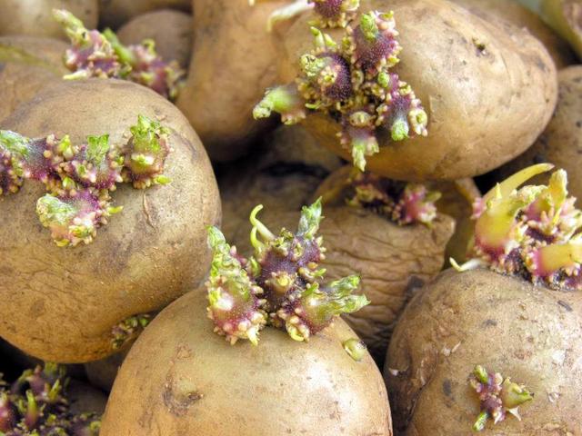 发芽马铃薯到底能不能吃原来这么多年都错了越早告诉家人越好