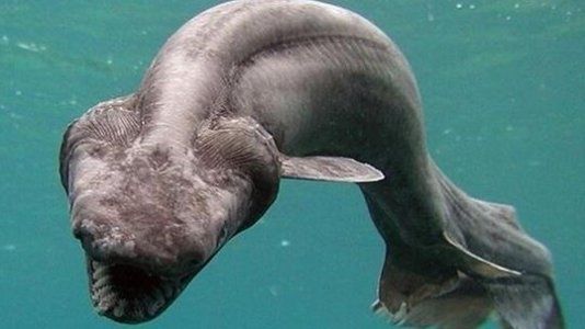 史前远古鲨鱼的真实模样,长着300多颗牙齿,跟鳗鱼有些相似!