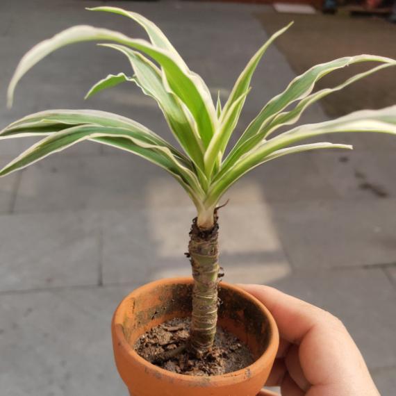 5年的吊兰老桩,一泡尿给滋没了,心疼!