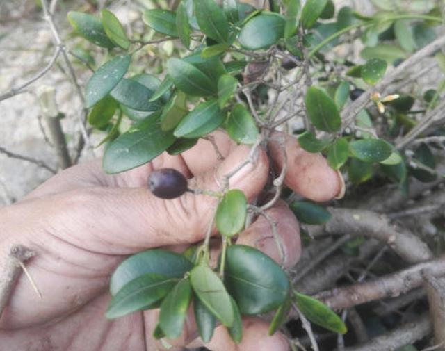 人称"铁骨春根",老农民心中的神药,煲汤是美味,15元一斤