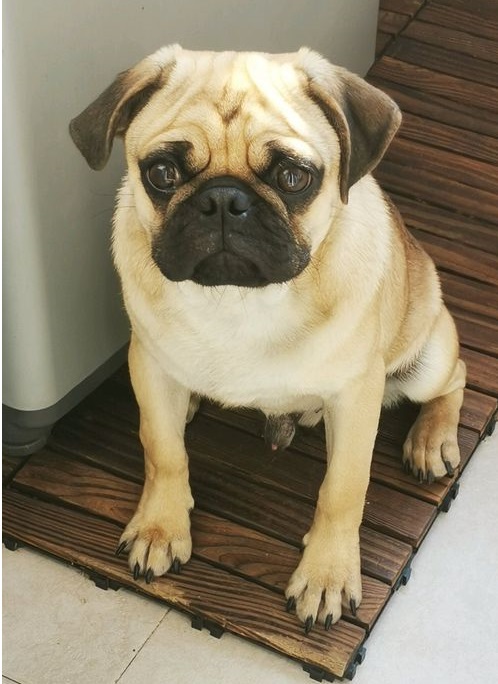 巴哥犬,虽然长得丑,但它仪态高雅也蠢蠢萌|巴哥犬|仪态|主人_新浪新闻