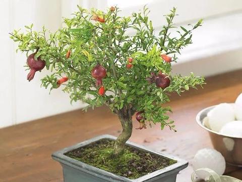 盆栽石榴养好了 也能开出大量的花朵 还能红润的果实 盆栽石榴养好了 也能开出大量的花朵 还能红润的果实