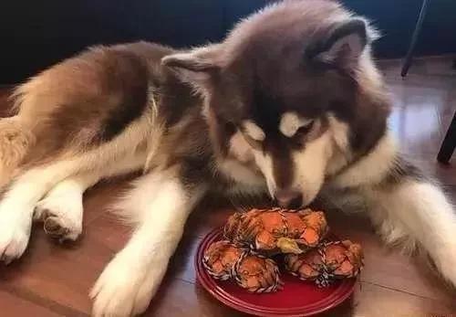 王思聪陪练游戏每小时666元,这钱够干啥?他的狗一顿饭要两千