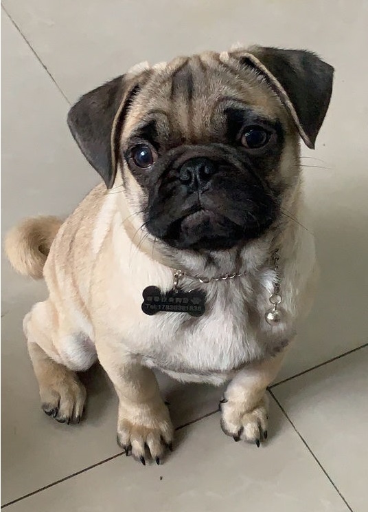 在生活中,巴哥犬其实是一种十分搞笑的狗,可能是因为长相的原因,巴哥