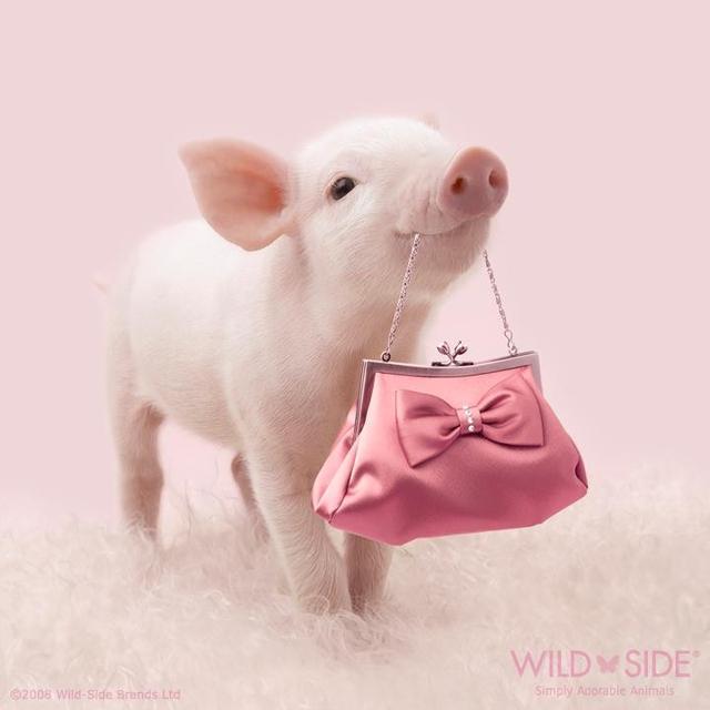 动物界的粉红教主,小猪猪的粉嫩生活