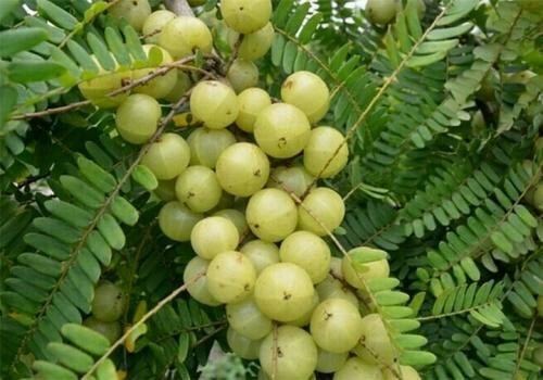 树上一种绿色野果,价值高品种珍贵,在南方成为抢手货|南方|野果|余甘