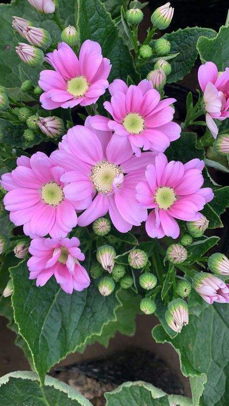 瓜叶菊听名字很土气但开花却极为艳丽叶子绿得晃眼