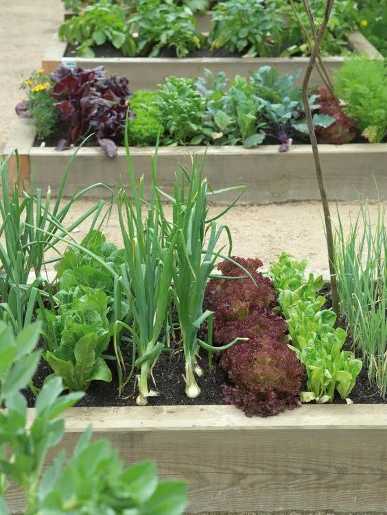 如今90后的院子阳台流行这样种菜再也不羡慕李子柒啦