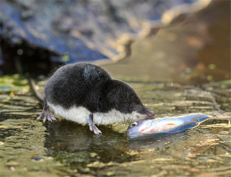 水鼩鼱现身长白山堪称微缩版的水獭不到20克重却敢捕食小龙虾