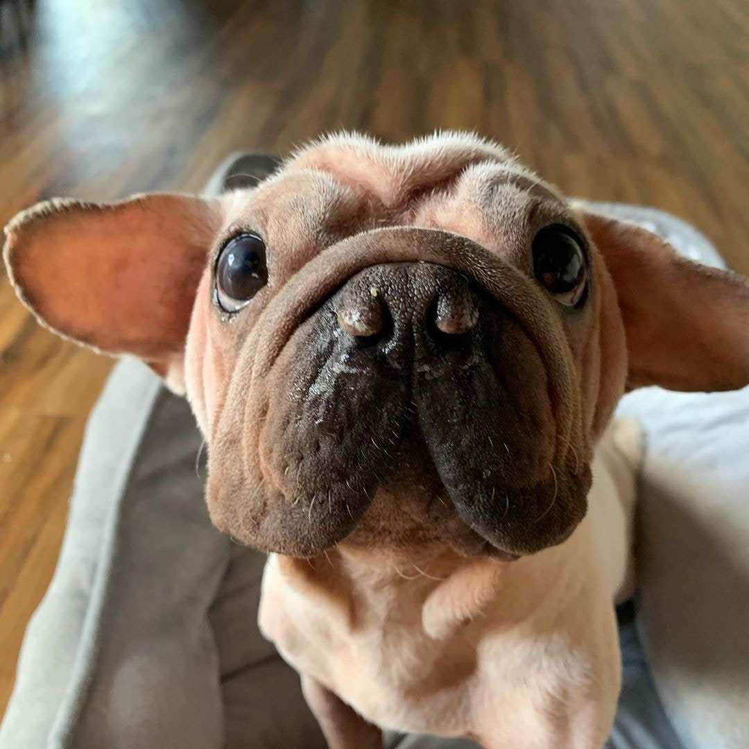 星球大战|巴哥犬|狗狗_新浪新闻