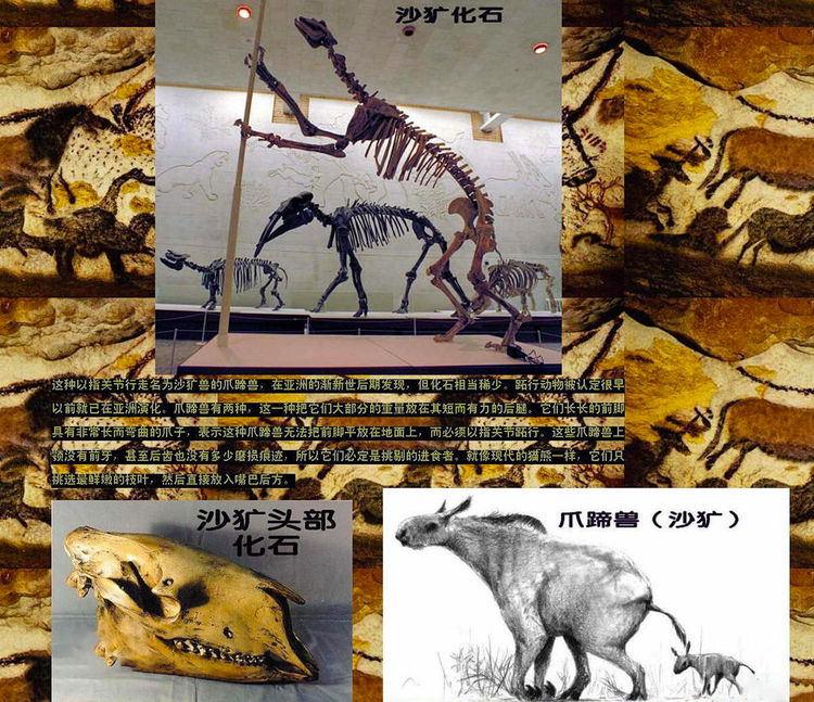 神农架疑似存在驴头狼,早已灭绝500万年,为什么又突然现身?