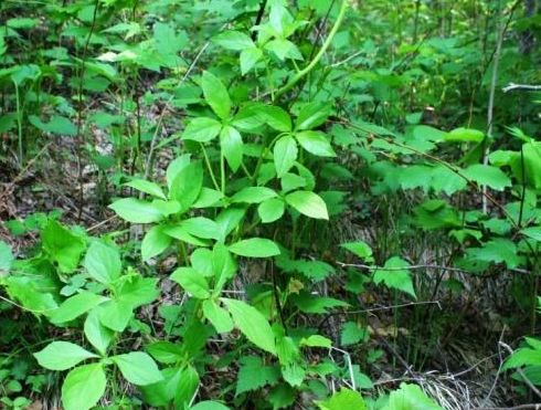 农村里的"山海螺",根部似人参,遇到不要错过,采挖