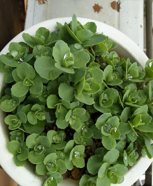 乡下叫蝎子草,夏日必备"神器",蚊子咬了,掐个叶子擦一擦