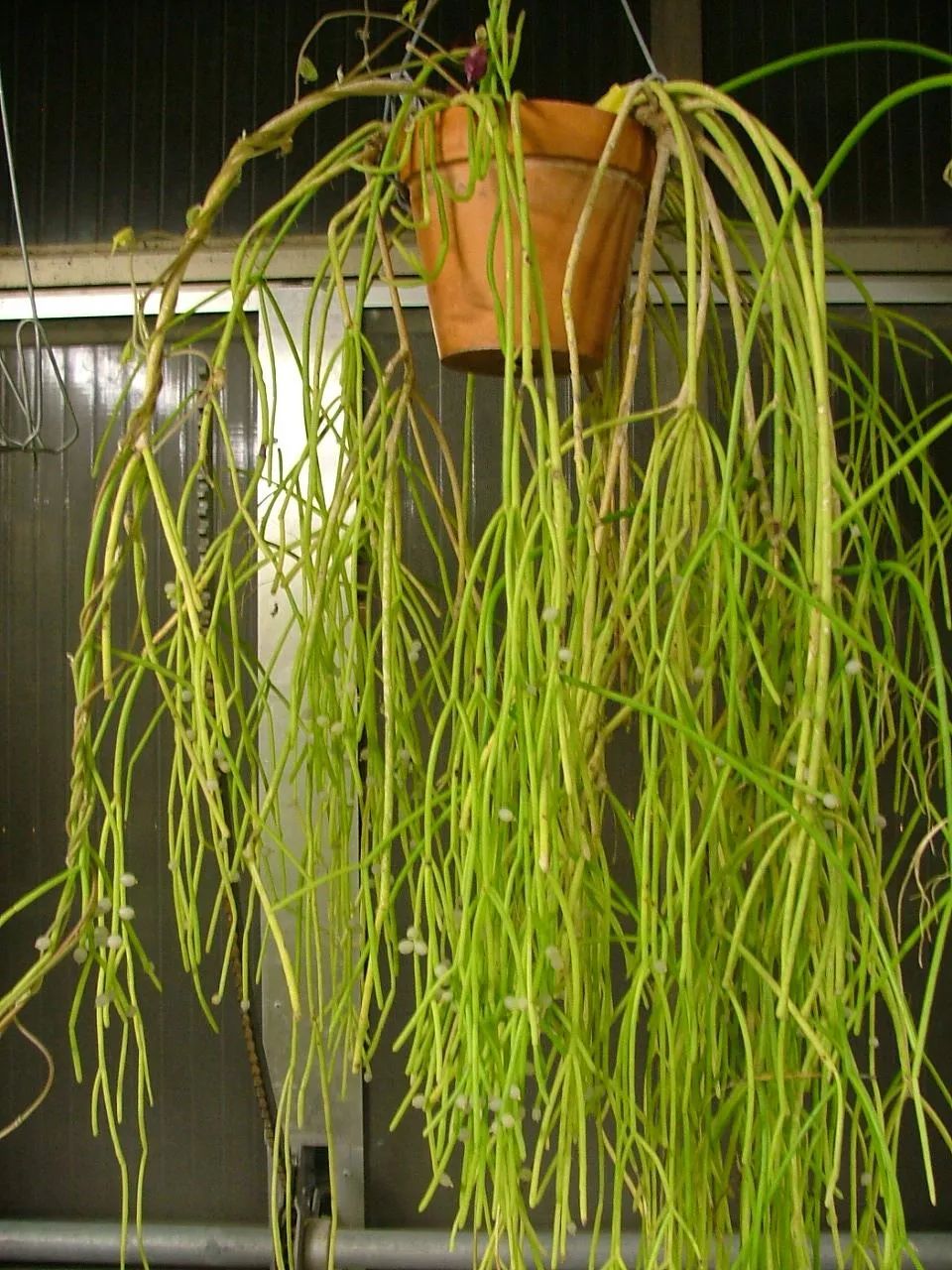 长在雨林的槲寄生仙人掌,适合养成窗台吊盆,能孕育珍珠般的果实