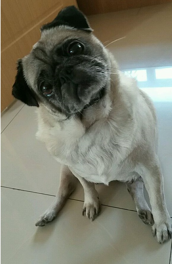 巴哥犬虽然长得丑但它仪态高雅也蠢蠢萌