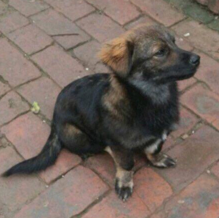 捡了一只杂毛小狗,仔细一看,这不是西游记里面的小妖精吗?