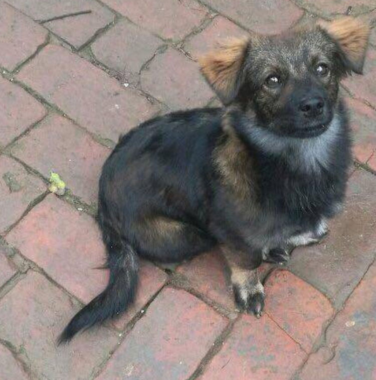 捡了一只杂毛小狗,仔细一看,这不是西游记里面的小妖精吗?