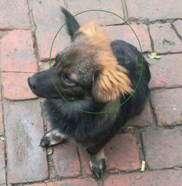 捡了一只杂毛小狗,仔细一看,这不是西游记里面的小妖精吗?