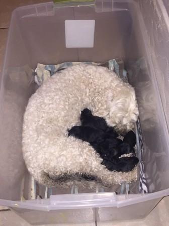 两个白狗生下一窝黑狗,主人傻眼,其实是这个原因|摩卡|比熊犬|宝宝