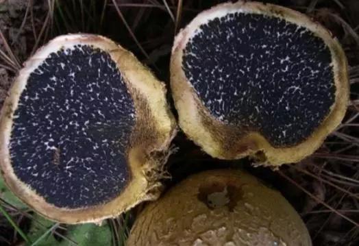 农村山上长的一种菌菇顶部冒出烟雾味道难闻其实是山珍