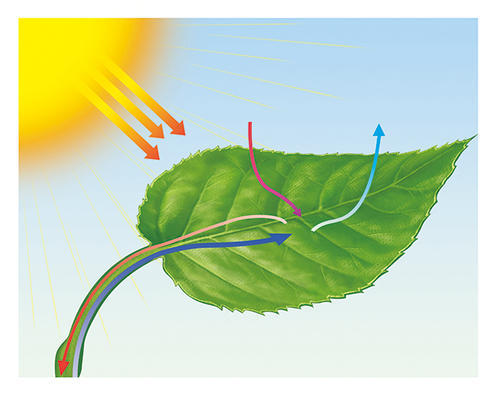 科学家破解光合作用奥秘,获取新能源