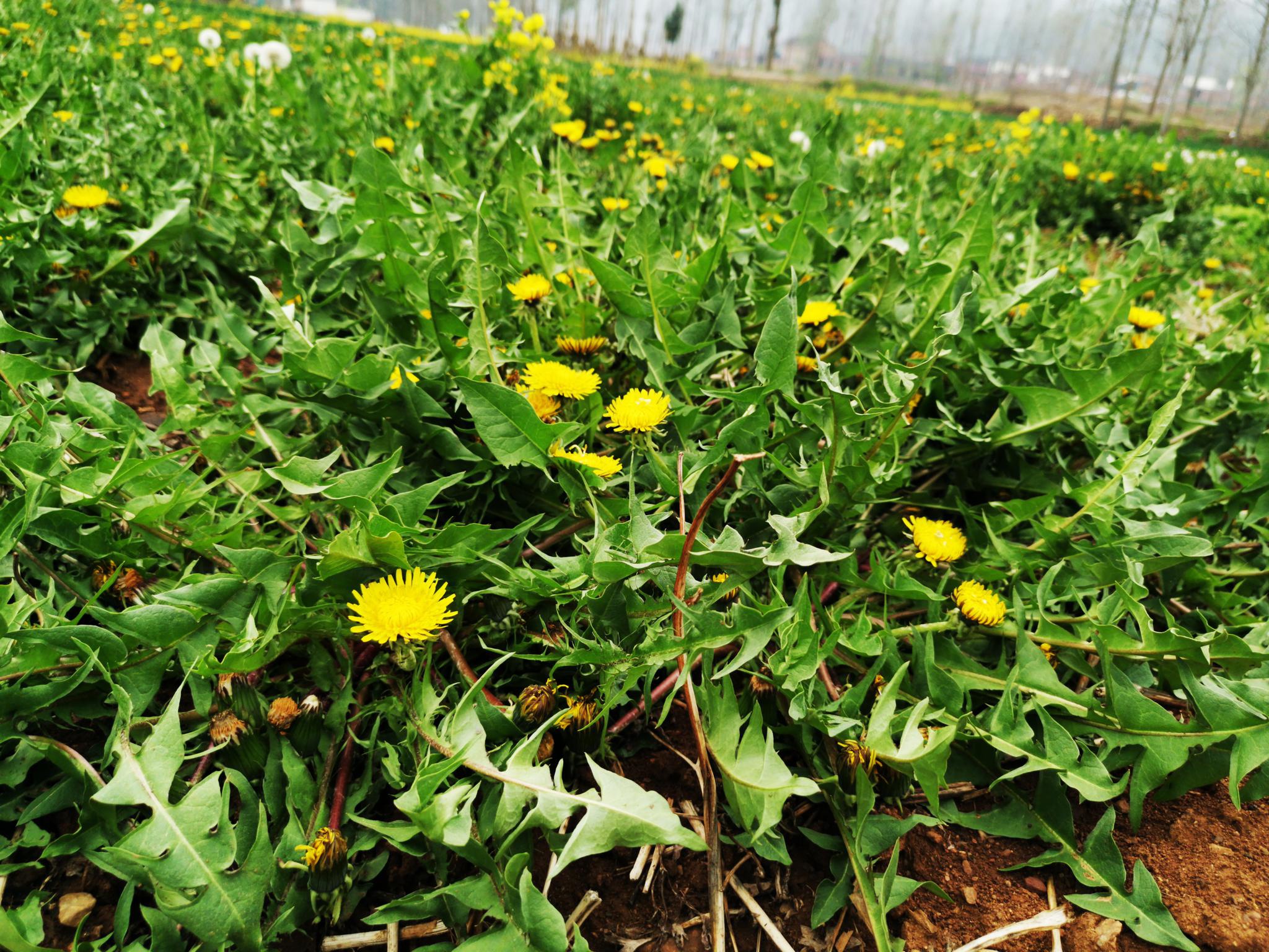 山村集体种20亩蒲公英,村民免费除草看管,因游客总拿编织袋偷薅|蒲公