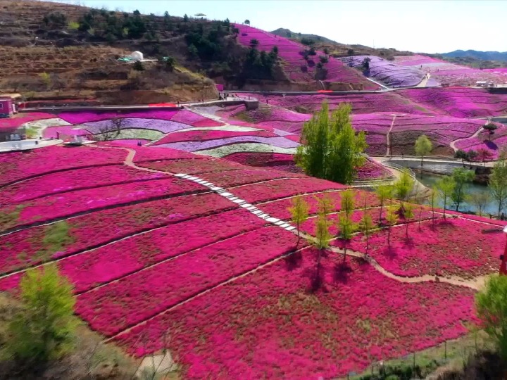 河北唐山:芝樱花海迎客来