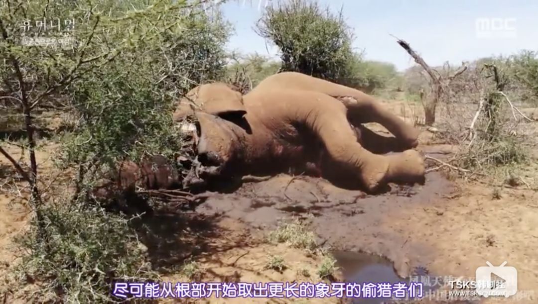 为了盗取最完整的象牙,卖个好价钱,盗猎者会把大象的脸整个割掉.