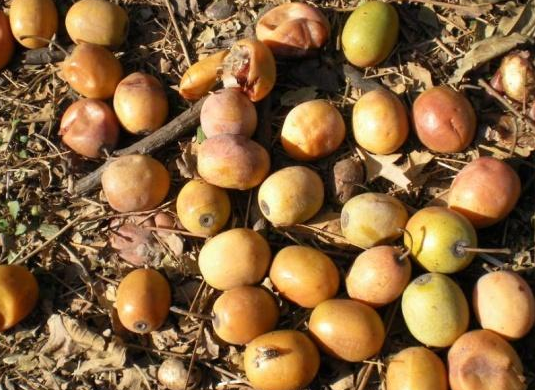 农民种植一酸苦的果子,过去挂满树枝无人采摘,掉落后却受欢迎|果实|南