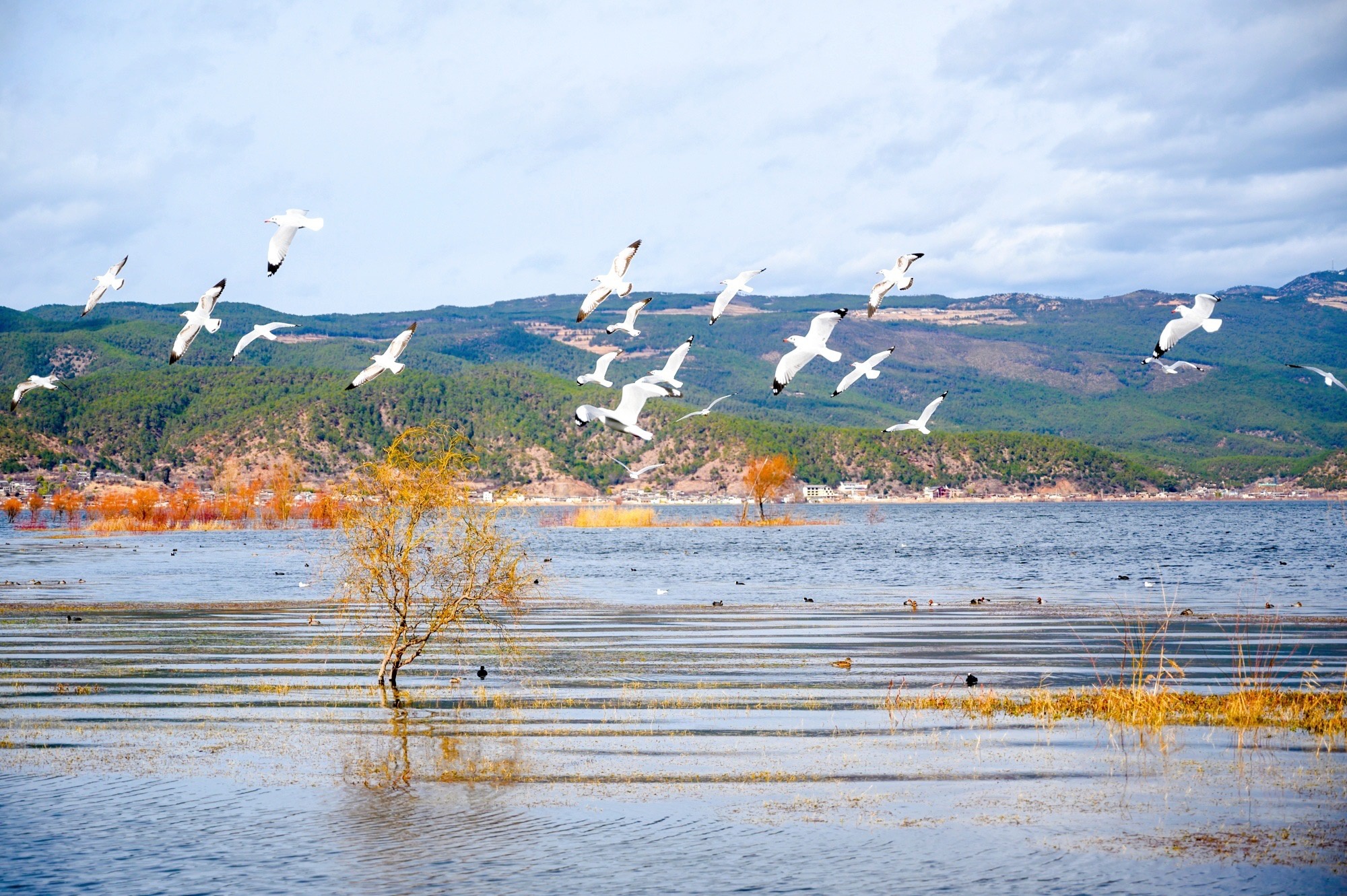 丽江拉市海昔日木府的后花园,是云南首个以湿地命名的自然保护区
