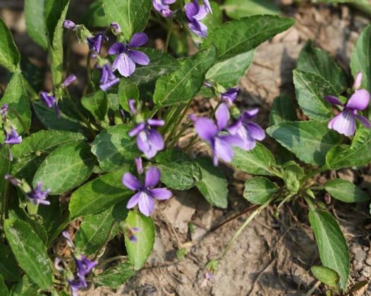 农村俗称地黄瓜的野草包饺子味道好其实还能抗炎很珍贵