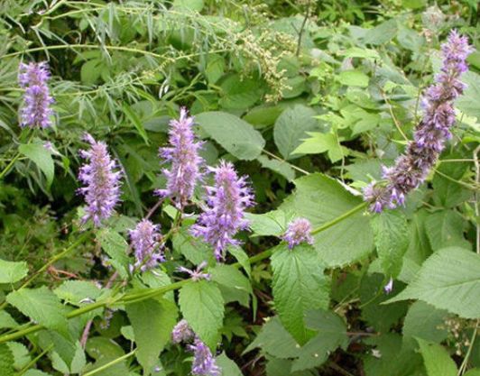 农村有种"山茴香",嫩叶是上好野菜,含上两片叶子还能除口臭