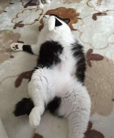 主人出门忘给猫咪喂食,回家见猫咪肚皮朝上躺着,一瞧眼神秒笑喷