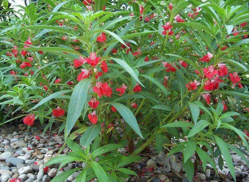 凤仙花总是不开花做好这几点让花朵开满枝头