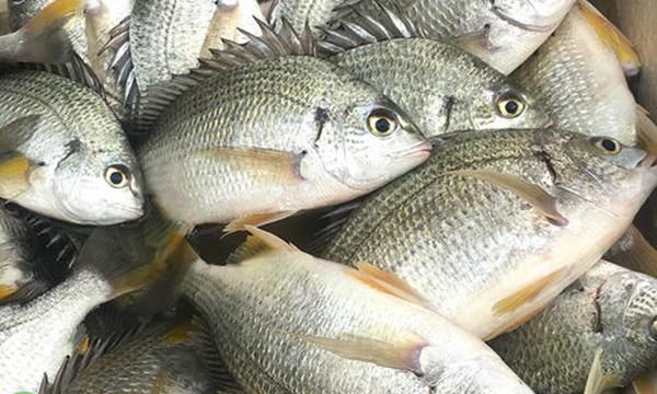 这种优质淡水鱼,肉质鲜美无比,养殖前景好,市场卖五十块一斤