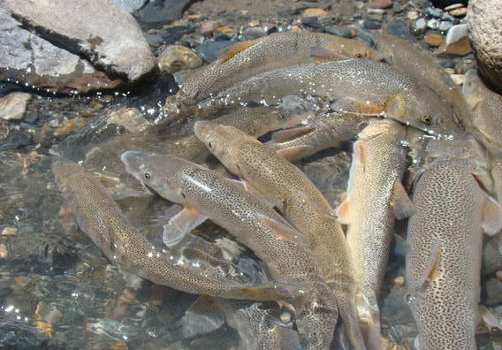阿勒泰冷水鱼品种图片