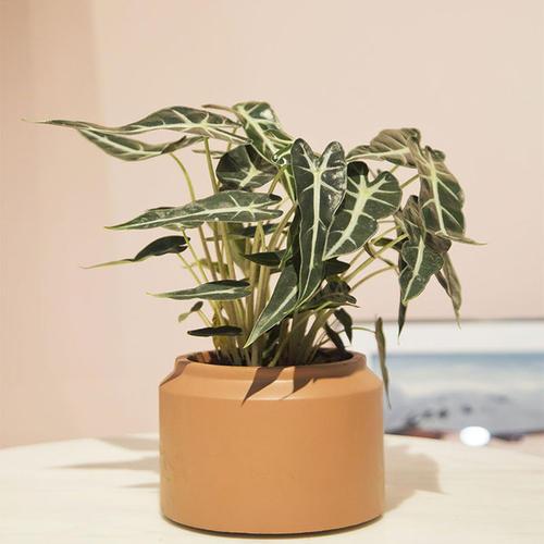 黑叶芋叶形奇特纹脉美观盆栽要如何管理呢